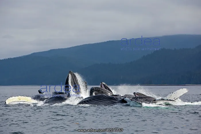 : Humpback Whales - group lunge / bubblenet feeding : Humpback Whales - group lunge / bubblenet feeding