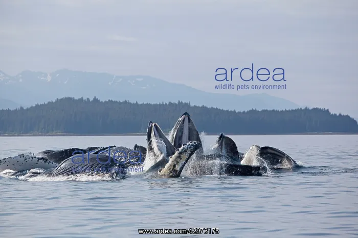 : Humpback Whales - group lunge / bubblenet feeding : Humpback Whales - group lunge / bubblenet feeding