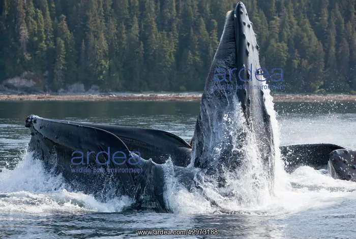 : Humpback Whales - group lunge / bubblenet feeding : Humpback Whales - group lunge / bubblenet feeding