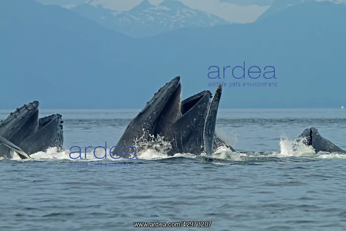 : Humpback Whales - group lunge / bubblenet feeding : Humpback Whales - group lunge / bubblenet feeding