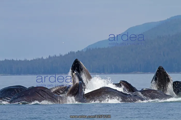 : Humpback Whales - group lunge / bubblenet feeding : Humpback Whales - group lunge / bubblenet feeding