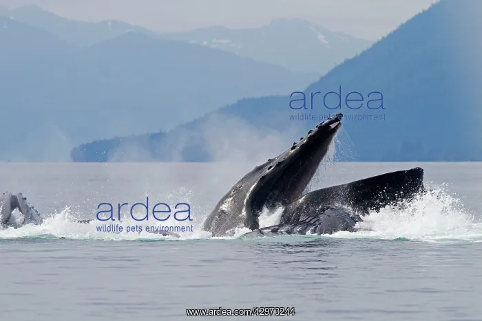 : Humpback Whales - group lunge / bubblenet feeding : Humpback Whales - group lunge / bubblenet feeding