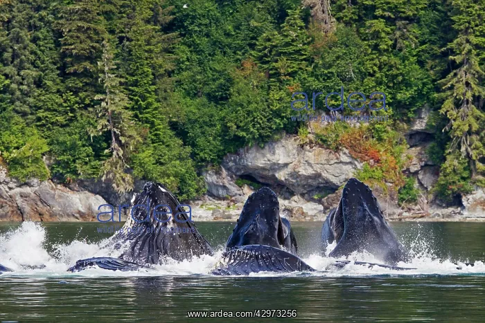 : Humpback Whales - group lunge / bubblenet feeding : Humpback Whales - group lunge / bubblenet feeding