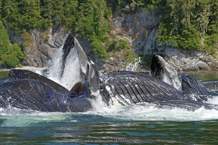 : Humpback Whales - group lunge / bubblenet feeding : Humpback Whales - group lunge / bubblenet feeding