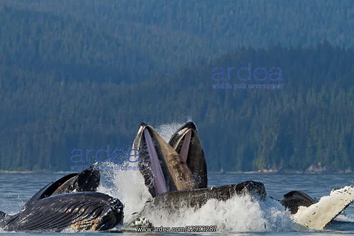 : Humpback Whales - group lunge / bubblenet feeding : Humpback Whales - group lunge / bubblenet feeding