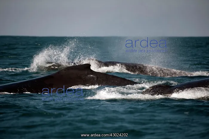: Humpback Whales on heat run showing dorsal fin : Humpback Whales on heat run showing dorsal fin