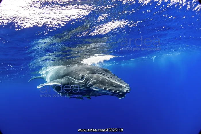 : HUMPBACK WHALES HUMPBACK WHALE, Megaptera novaeangliae : HUMPBACK WHALES HUMPBACK WHALE, Megaptera novaeangliae