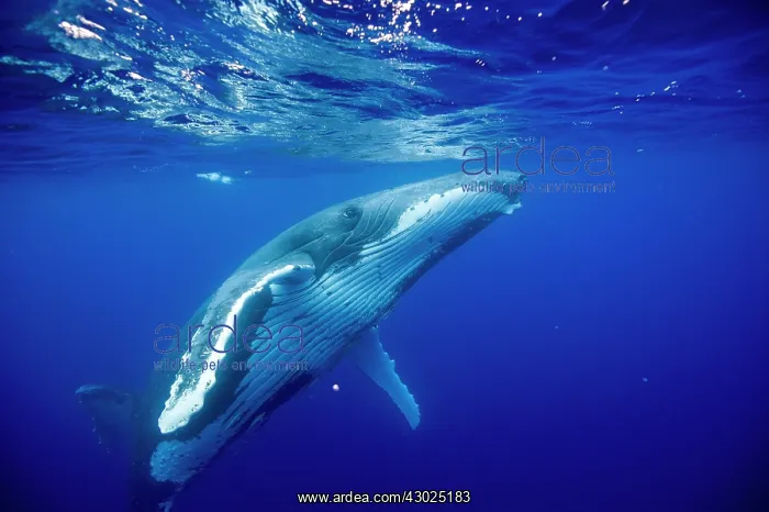 : HUMPBACK WHALES HUMPBACK WHALE, Megaptera novaeangliae : HUMPBACK WHALES HUMPBACK WHALE, Megaptera novaeangliae