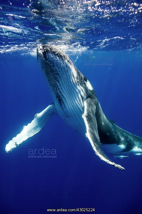 : HUMPBACK WHALES HUMPBACK WHALE, Megaptera novaeangliae : HUMPBACK WHALES HUMPBACK WHALE, Megaptera novaeangliae