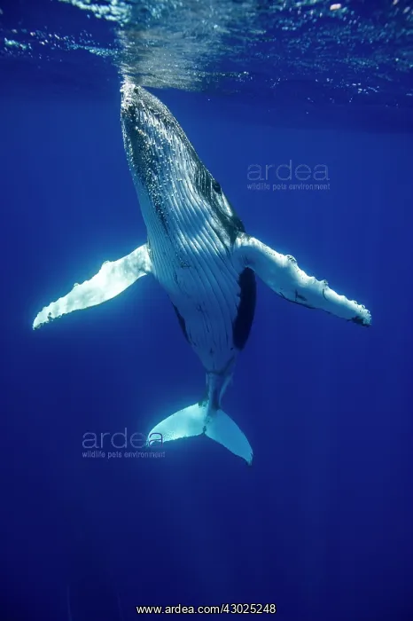 : HUMPBACK WHALES HUMPBACK WHALE, Megaptera novaeangliae : HUMPBACK WHALES HUMPBACK WHALE, Megaptera novaeangliae