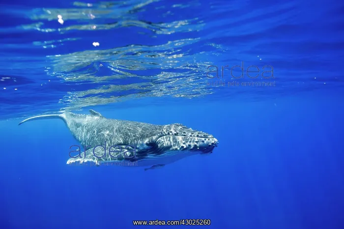 : HUMPBACK WHALES HUMPBACK WHALE, Megaptera novaeangliae : HUMPBACK WHALES HUMPBACK WHALE, Megaptera novaeangliae