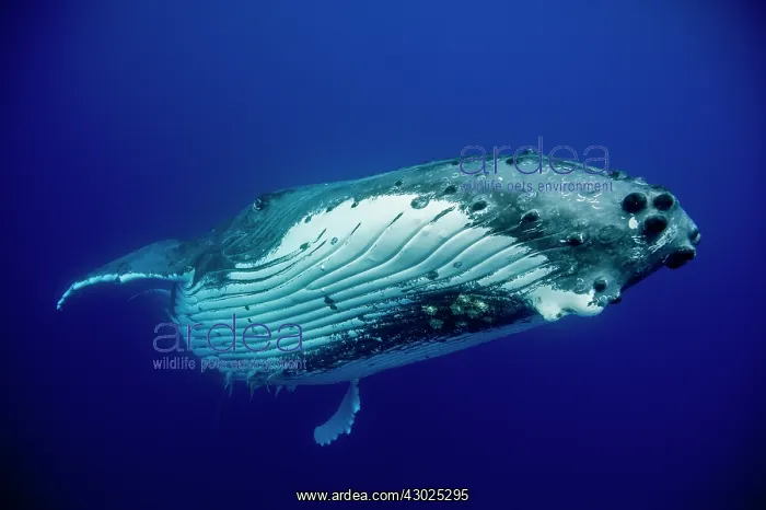 : HUMPBACK WHALES HUMPBACK WHALE, Megaptera novaeangliae : HUMPBACK WHALES HUMPBACK WHALE, Megaptera novaeangliae