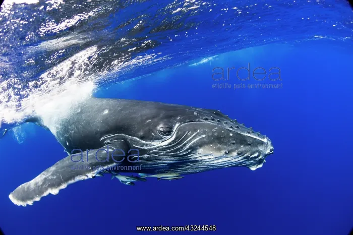 : HUMPBACK WHALES HUMPBACK WHALE, Megaptera novaeangliae : HUMPBACK WHALES HUMPBACK WHALE, Megaptera novaeangliae