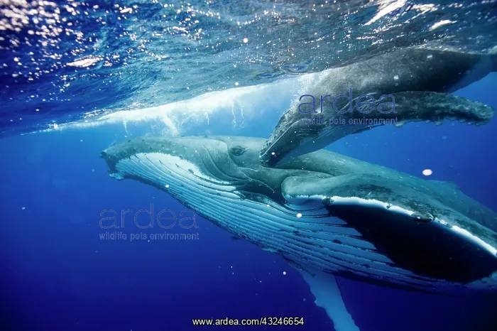 : HUMPBACK WHALES HUMPBACK WHALE, Megaptera novaeangliae : HUMPBACK WHALES HUMPBACK WHALE, Megaptera novaeangliae