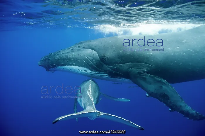 : HUMPBACK WHALES HUMPBACK WHALE, Megaptera novaeangliae : HUMPBACK WHALES HUMPBACK WHALE, Megaptera novaeangliae