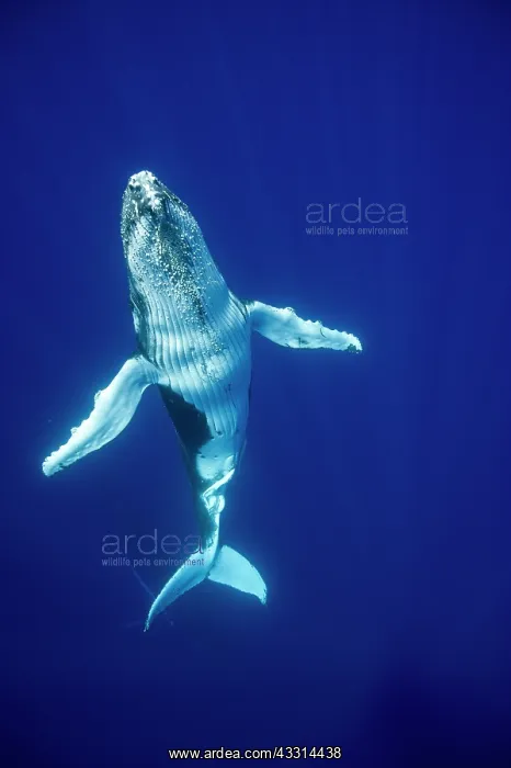 : HUMPBACK WHALES HUMPBACK WHALE, Megaptera novaeangliae : HUMPBACK WHALES HUMPBACK WHALE, Megaptera novaeangliae