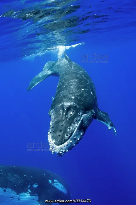 : HUMPBACK WHALES HUMPBACK WHALE, Megaptera novaeangliae : HUMPBACK WHALES HUMPBACK WHALE, Megaptera novaeangliae