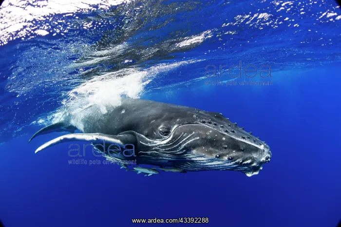 : HUMPBACK WHALES HUMPBACK WHALE, Megaptera novaeangliae : HUMPBACK WHALES HUMPBACK WHALE, Megaptera novaeangliae