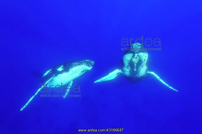 : Humpback whales (Megaptear novaeangliae), Kingdom : Humpback whales (Megaptear novaeangliae), Kingdom