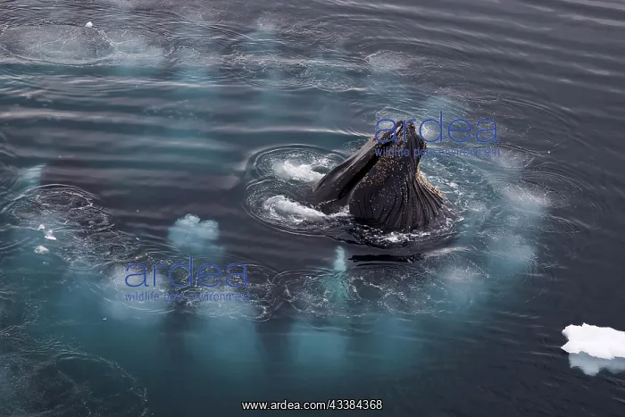 : Humpback whales (Megaptera novaeangliae) bubble net feeding : Humpback whales (Megaptera novaeangliae) bubble net feeding