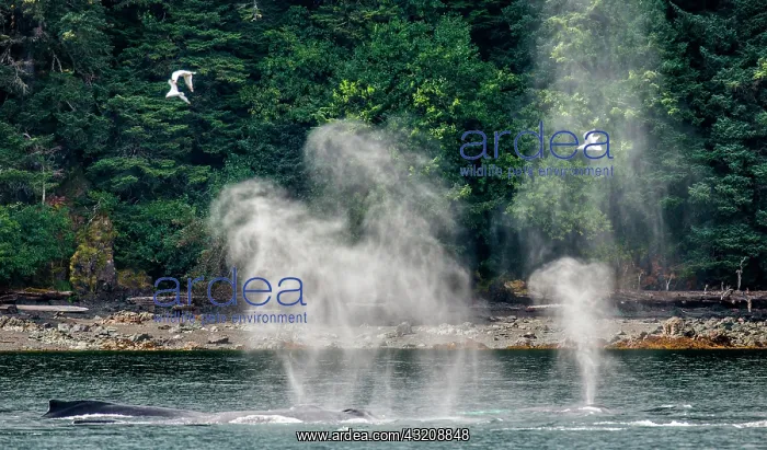 : Humpback whales (Megaptera novaeangliae) are let : Humpback whales (Megaptera novaeangliae) are let