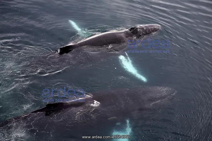 : Humpback whales (Megaptera novaeangliae) surfacing at Wilhel : Humpback whales (Megaptera novaeangliae) surfacing at Wilhel