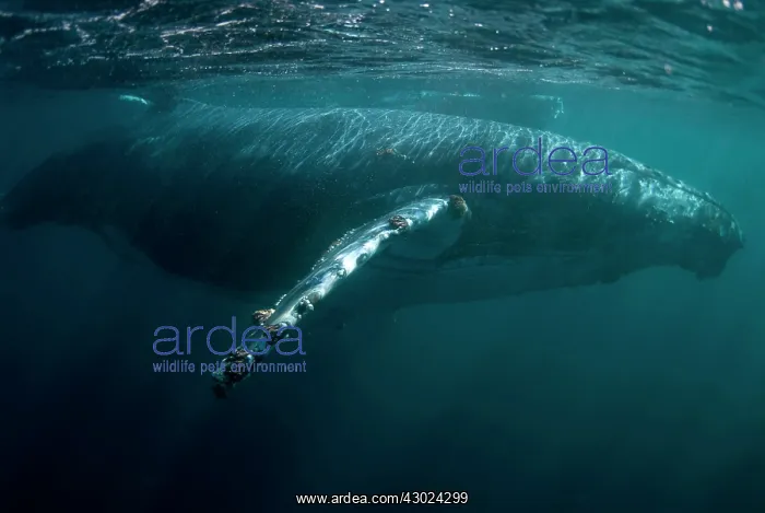 : Humpback Whales pair swimming near the surface : Humpback Whales pair swimming near the surface