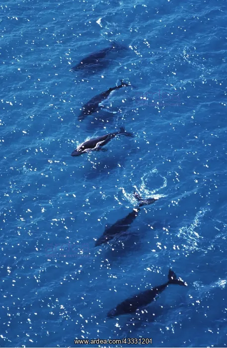 : Humpback Whales - Southward migration : Humpback Whales - Southward migration