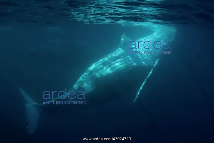 : Humpback Whales swimming near the surface : Humpback Whales swimming near the surface