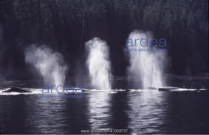 : HUMPBACK WHALES - x three, blowing : HUMPBACK WHALES - x three, blowing