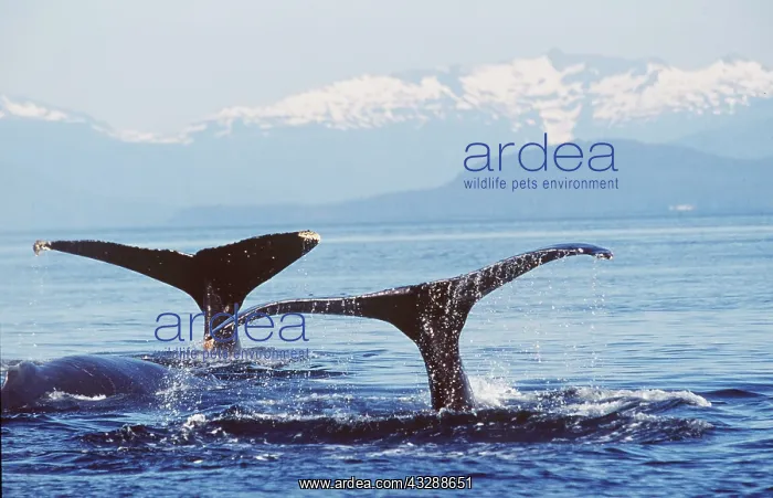: HUMPBACK WHALES - x two, tails : HUMPBACK WHALES - x two, tails