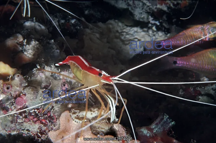 : Humpback / White-striped Cleaner Shrimp - lives : Humpback / White-striped Cleaner Shrimp - lives