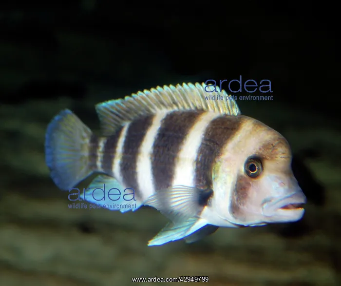 : Humphead Cichlid - endemic to Lake Tanganyika : Humphead Cichlid - endemic to Lake Tanganyika