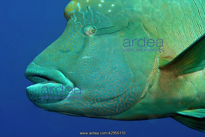 : Humphead / Napoleon Wrasse Fish : Humphead / Napoleon Wrasse Fish