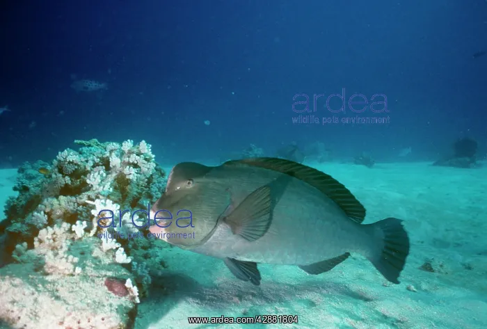 : Humphead Parrotfish - Also known as: bumphead parrotfish : Humphead Parrotfish - Also known as: bumphead parrotfish