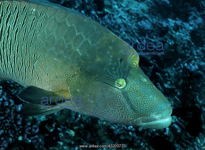 : Humphead wrasse (Cheilinus undulatus) portrait : Humphead wrasse (Cheilinus undulatus) portrait