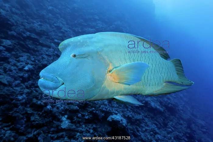 : Humphead Wrasse (Cheilinus undulatus) Red Sea, Daedalus : Humphead Wrasse (Cheilinus undulatus) Red Sea, Daedalus