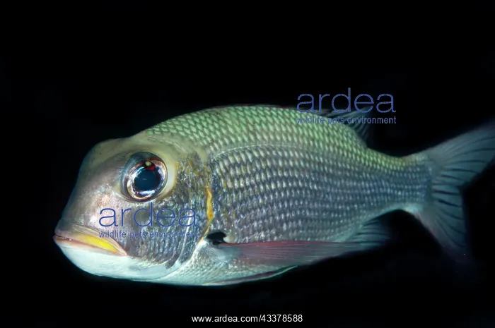  : Humpnose Bigeye Bream