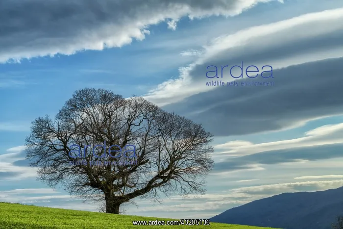 : Hundred-year-old chestnut tree and lenticular clouds : Hundred-year-old chestnut tree and lenticular clouds