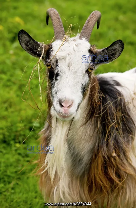 : Hungarian Billy goat, covered with grass : Hungarian Billy goat, covered with grass