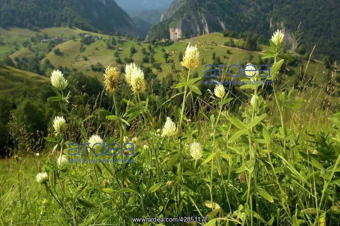 : Hungarian Clover - in mountain pasture : Hungarian Clover - in mountain pasture