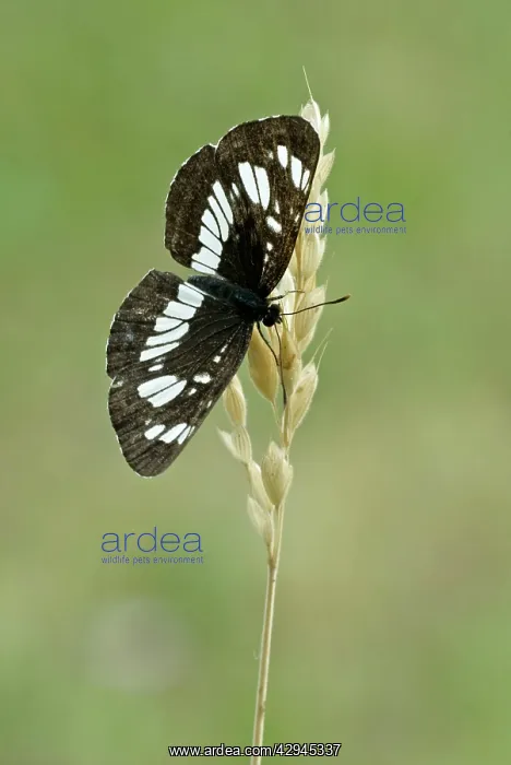 : Hungarian glider - Upperside, resting on seed head : Hungarian glider - Upperside, resting on seed head