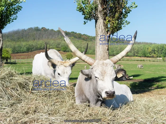 : Hungarian Grey Cattle or Hungarian Steppe : Hungarian Grey Cattle or Hungarian Steppe