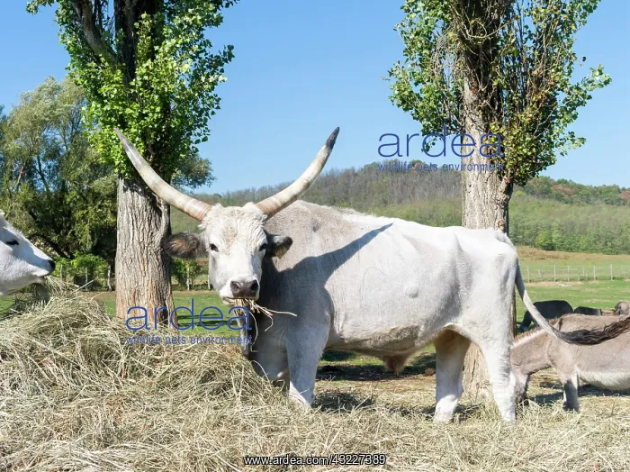 : Hungarian Grey Cattle or Hungarian Steppe : Hungarian Grey Cattle or Hungarian Steppe