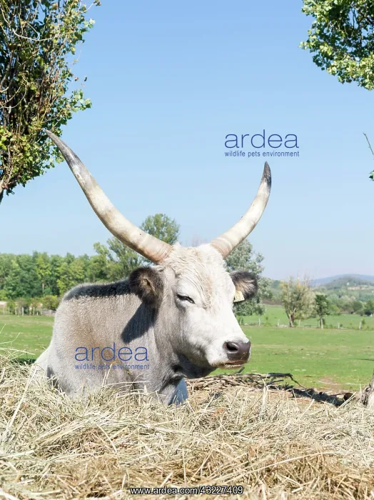 : Hungarian Grey Cattle or Hungarian Steppe : Hungarian Grey Cattle or Hungarian Steppe