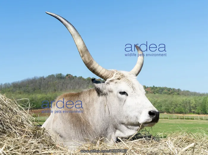 : Hungarian Grey Cattle or Hungarian Steppe : Hungarian Grey Cattle or Hungarian Steppe