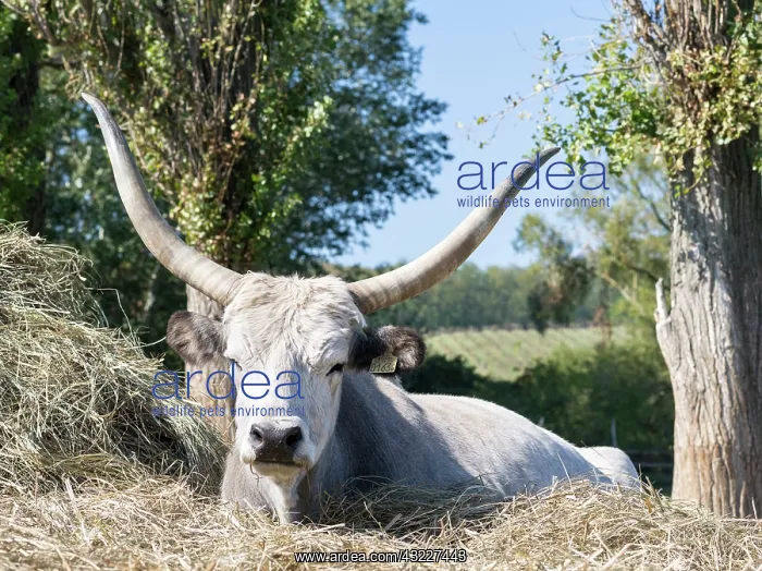 : Hungarian Grey Cattle or Hungarian Steppe : Hungarian Grey Cattle or Hungarian Steppe