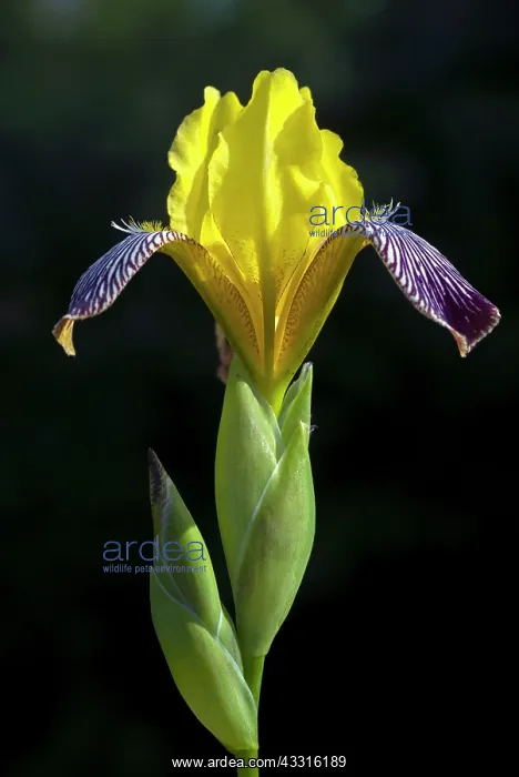 : Hungarian Iris (Iris variegata) flower : Hungarian Iris (Iris variegata) flower
