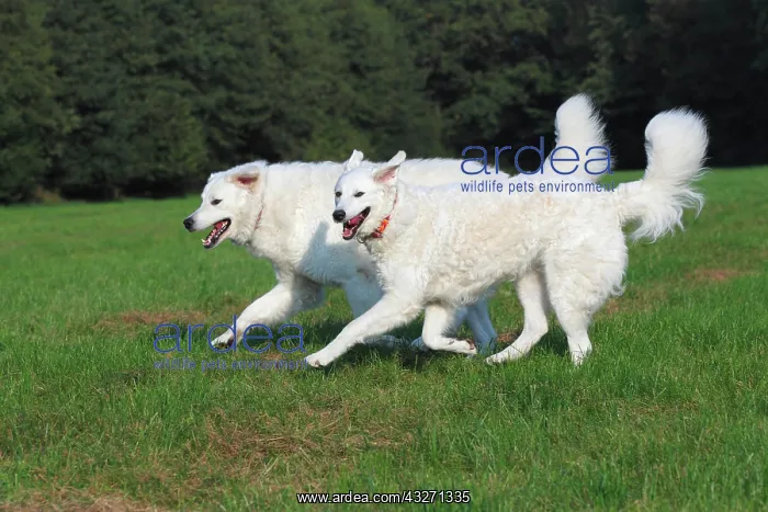 : Hungarian Kuvasz dogs (Canis lupus familiaris) pair : Hungarian Kuvasz dogs (Canis lupus familiaris) pair