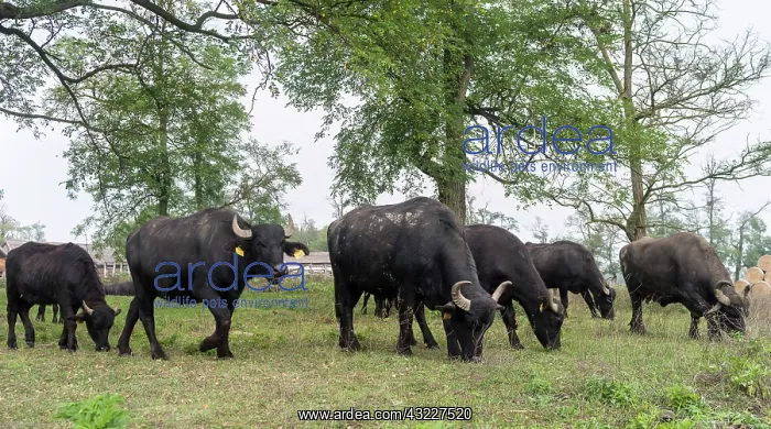  : Hungarian or Pannonian Water Buffalo (Bubalus
